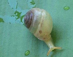 Hình V 3 Perrottetia aberrata Hình V 4 Huttonella bicolor Hình V 5 Macrochlamys indica Hình 9