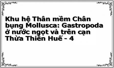 Thống Kê Số Loài Chân Bụng Ở Cạn Đã Được Ghi Nhận Ở Việt Nam