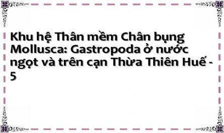 Nghiên Cứu Về Ứng Dụng Lớp Chân Bụng Ở Nước Ngọt Và Trên Cạn