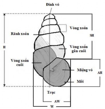 Hình 2 2 Hình thái vỏ cách tính kích thước và các thuật ngữ dùng trong phân 1