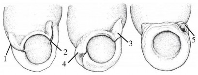 Hình 2 3 Một số đặc điểm phân loại ở Pupinidae Theo Kongim và cs 2013 86 2