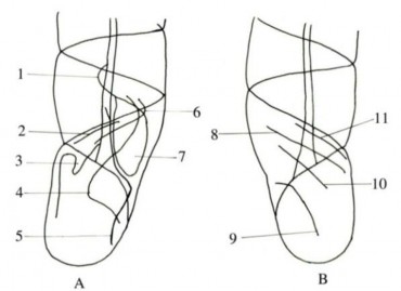 Hình 2 4 Một số đặc điểm phân loại ở họ Clausiliidae 97 A Nhìn từ 3