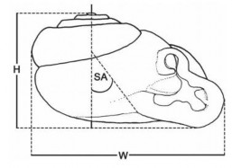 Hình 2 5 Cách đo kích thước dùng trong phân loại họ Streptaxidae H Chiều cao vỏ 4