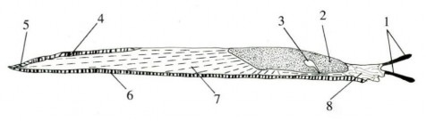 Hình 2 6 Hình thái cấu trúc ngoài và đặc điểm dùng trong phân loại sên trần 5