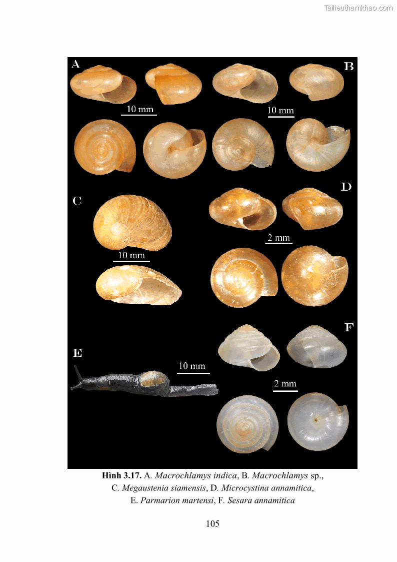 Luận án tiến sĩ sinh học Khu hệ Thân mềm Chân bụng Mollusca: Gastropoda ở nước ngọt và trên cạn Thừa Thiên Huế - 10 Trang 118