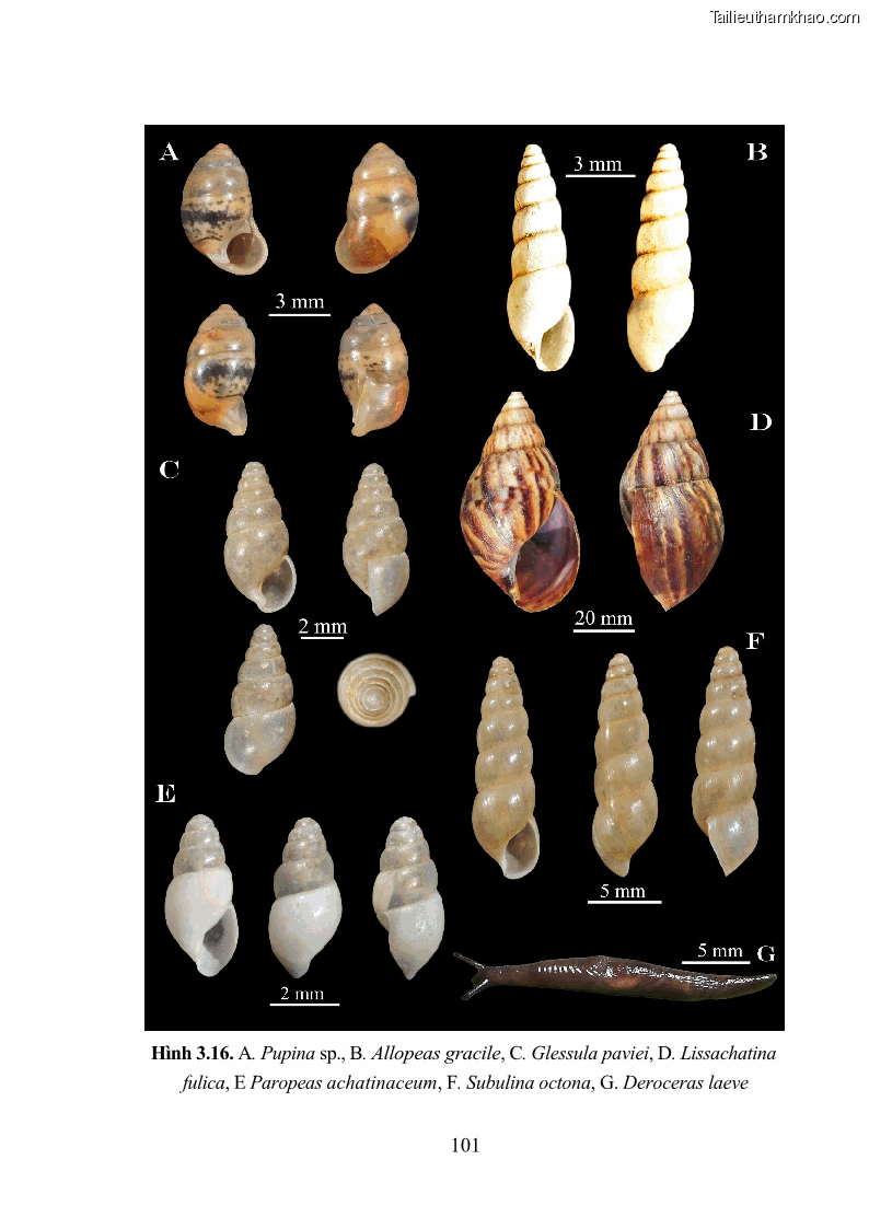 Luận án tiến sĩ sinh học Khu hệ Thân mềm Chân bụng Mollusca: Gastropoda ở nước ngọt và trên cạn Thừa Thiên Huế - 10 Trang 114