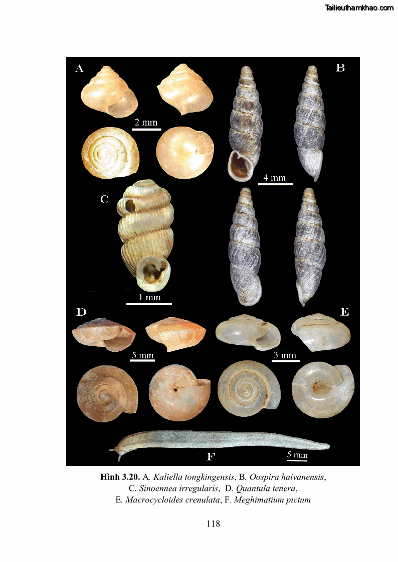 Luận án tiến sĩ sinh học Khu hệ Thân mềm Chân bụng Mollusca: Gastropoda ở nước ngọt và trên cạn Thừa Thiên Huế - 11 Trang 131