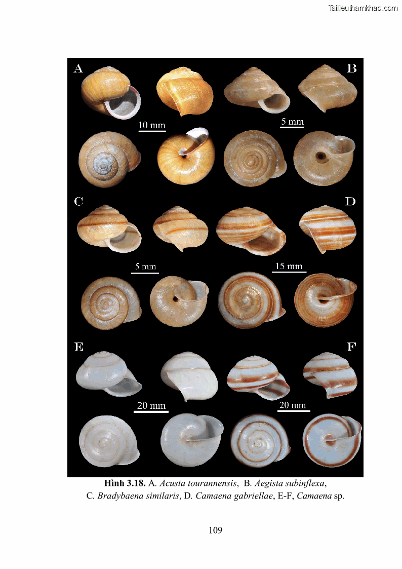 Luận án tiến sĩ sinh học Khu hệ Thân mềm Chân bụng Mollusca: Gastropoda ở nước ngọt và trên cạn Thừa Thiên Huế - 11 Trang 122