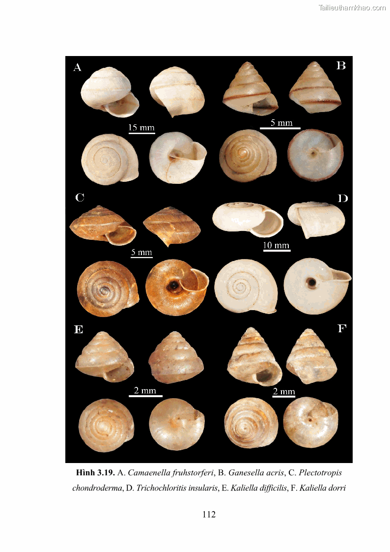 Luận án tiến sĩ sinh học Khu hệ Thân mềm Chân bụng Mollusca: Gastropoda ở nước ngọt và trên cạn Thừa Thiên Huế - 11 Trang 125
