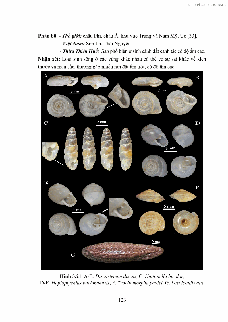 Luận án tiến sĩ sinh học Khu hệ Thân mềm Chân bụng Mollusca: Gastropoda ở nước ngọt và trên cạn Thừa Thiên Huế - 12 Trang 136