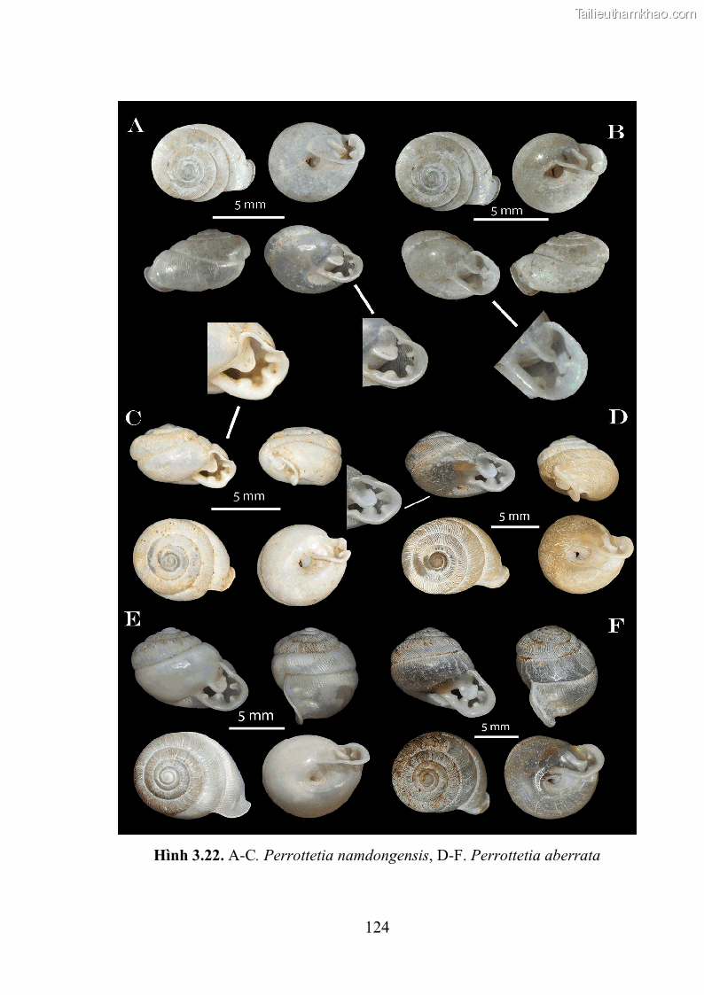 Luận án tiến sĩ sinh học Khu hệ Thân mềm Chân bụng Mollusca: Gastropoda ở nước ngọt và trên cạn Thừa Thiên Huế - 12 Trang 137