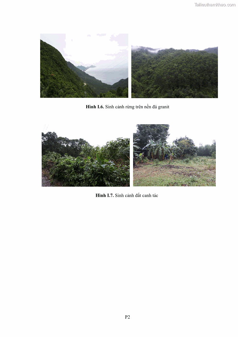 Luận án tiến sĩ sinh học Khu hệ Thân mềm Chân bụng Mollusca: Gastropoda ở nước ngọt và trên cạn Thừa Thiên Huế - 15 Trang 178