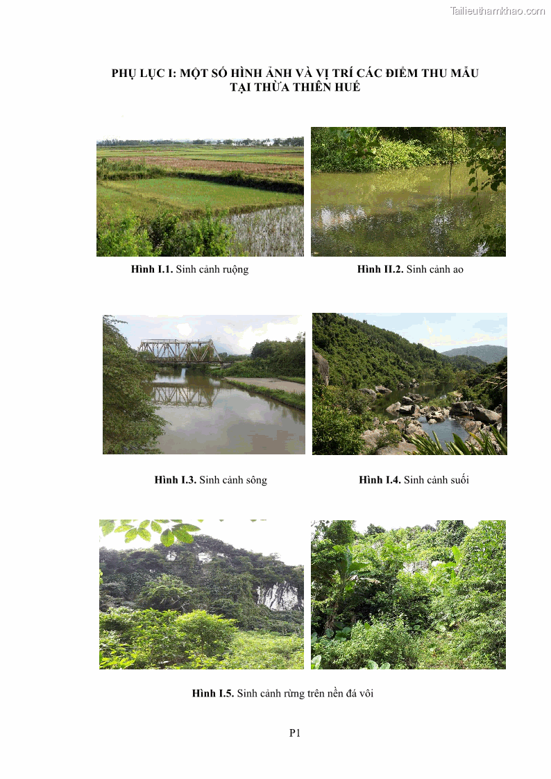 Luận án tiến sĩ sinh học Khu hệ Thân mềm Chân bụng Mollusca: Gastropoda ở nước ngọt và trên cạn Thừa Thiên Huế - 15 Trang 177