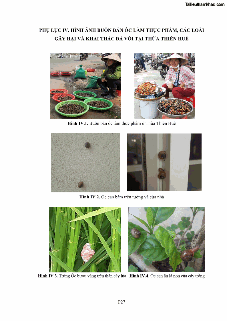 Luận án tiến sĩ sinh học Khu hệ Thân mềm Chân bụng Mollusca: Gastropoda ở nước ngọt và trên cạn Thừa Thiên Huế - 17 Trang 203