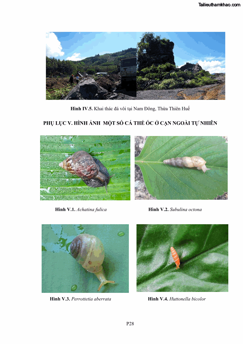 Luận án tiến sĩ sinh học Khu hệ Thân mềm Chân bụng Mollusca: Gastropoda ở nước ngọt và trên cạn Thừa Thiên Huế - 17 Trang 204