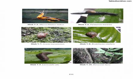 Luận án tiến sĩ sinh học Khu hệ Thân mềm Chân bụng Mollusca: Gastropoda ở nước ngọt và trên cạn Thừa Thiên Huế - 18