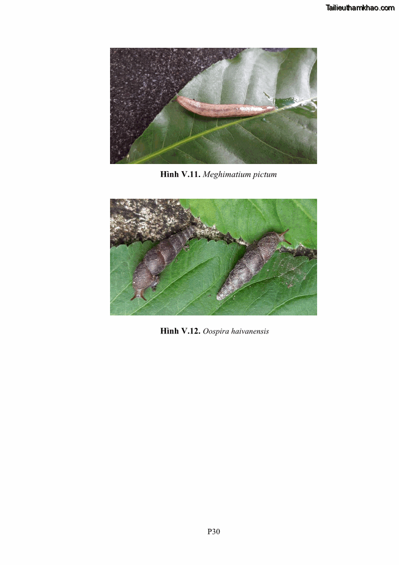 Luận án tiến sĩ sinh học Khu hệ Thân mềm Chân bụng Mollusca: Gastropoda ở nước ngọt và trên cạn Thừa Thiên Huế - 18 Trang 206