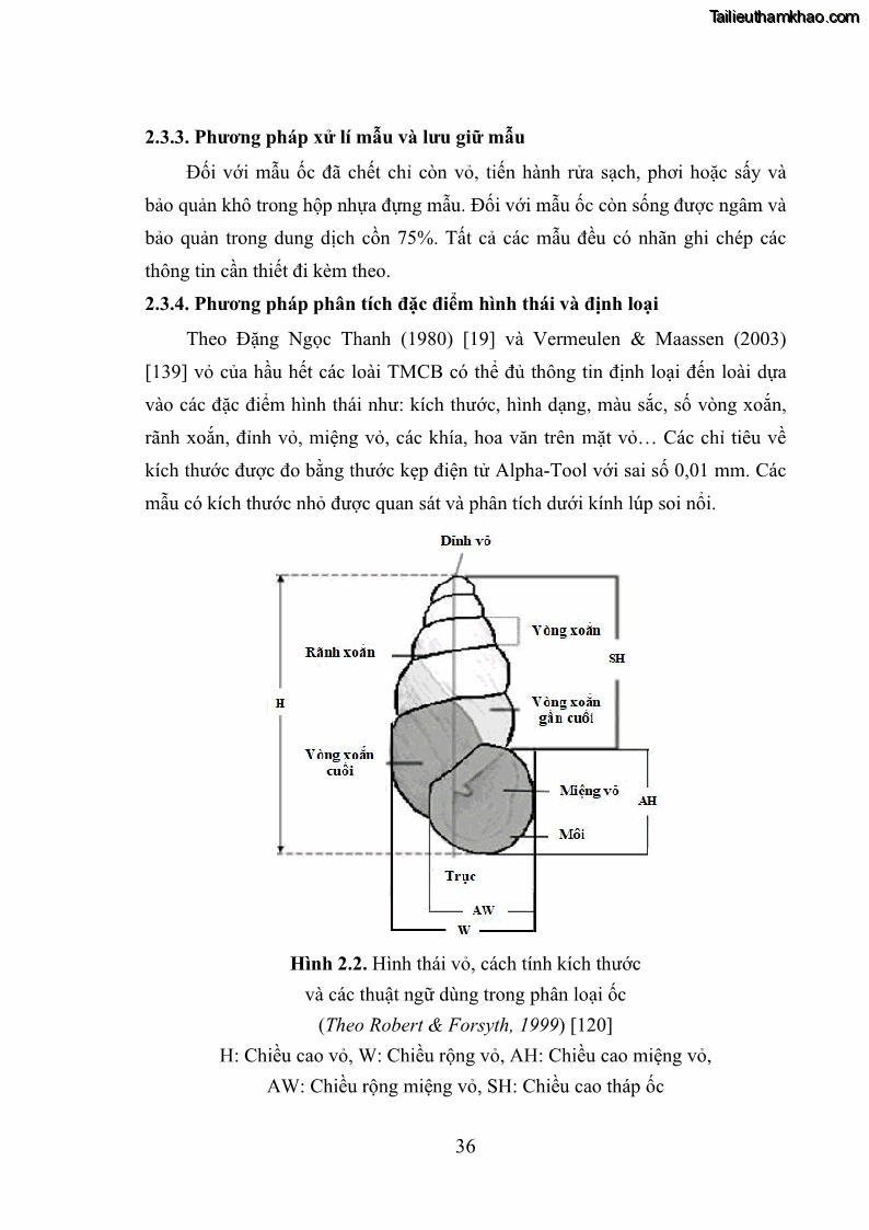 Luận án tiến sĩ sinh học Khu hệ Thân mềm Chân bụng Mollusca: Gastropoda ở nước ngọt và trên cạn Thừa Thiên Huế - 5 Trang 49