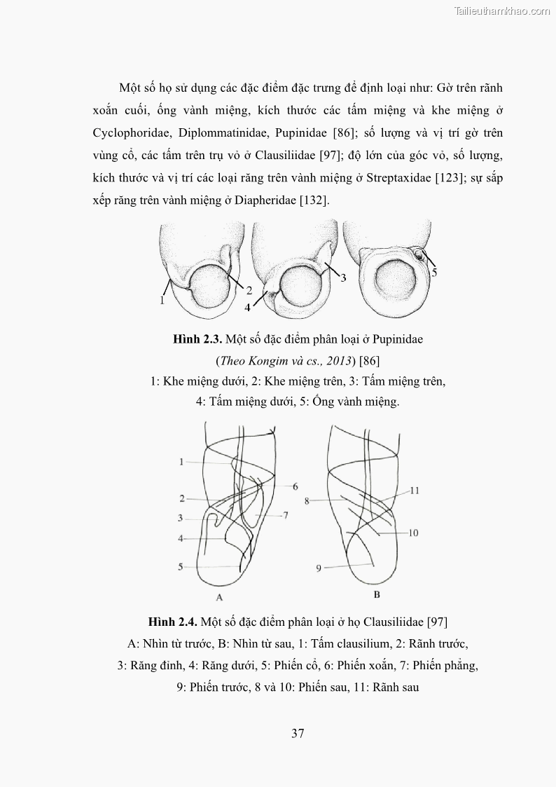 Luận án tiến sĩ sinh học Khu hệ Thân mềm Chân bụng Mollusca: Gastropoda ở nước ngọt và trên cạn Thừa Thiên Huế - 5 Trang 50