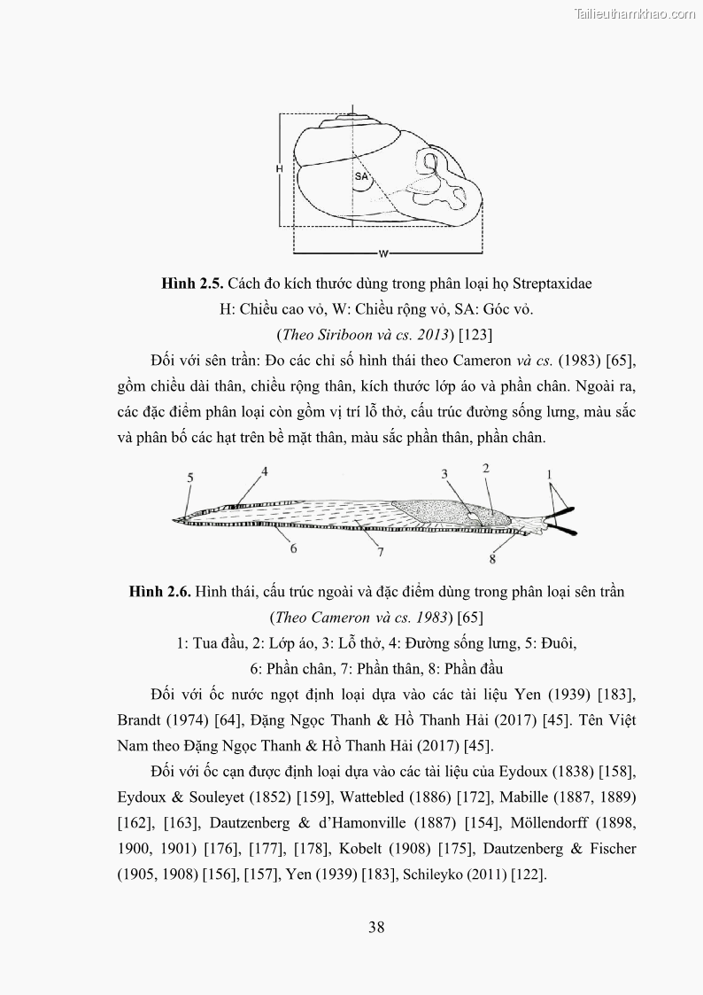 Luận án tiến sĩ sinh học Khu hệ Thân mềm Chân bụng Mollusca: Gastropoda ở nước ngọt và trên cạn Thừa Thiên Huế - 5 Trang 51