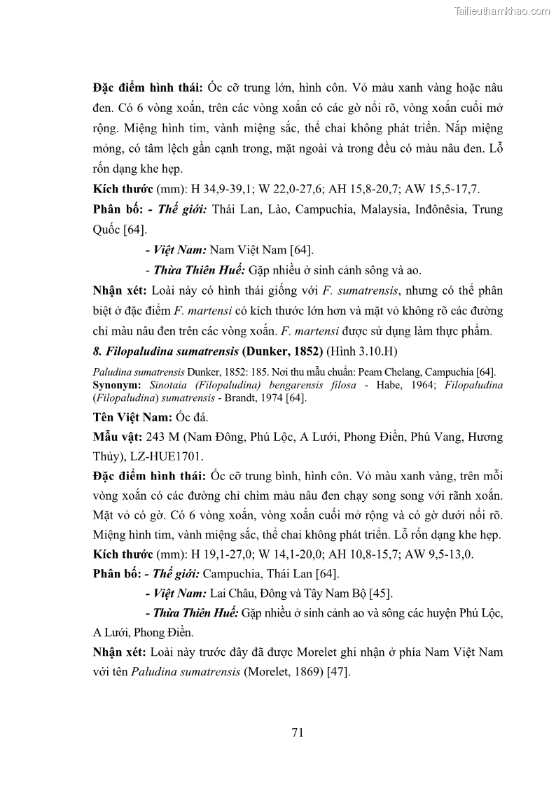 Luận án tiến sĩ sinh học Khu hệ Thân mềm Chân bụng Mollusca: Gastropoda ở nước ngọt và trên cạn Thừa Thiên Huế - 7 Trang 84