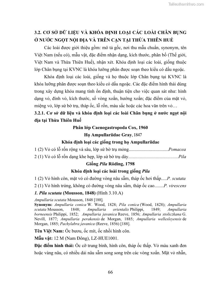 Luận án tiến sĩ sinh học Khu hệ Thân mềm Chân bụng Mollusca: Gastropoda ở nước ngọt và trên cạn Thừa Thiên Huế - 7 Trang 79