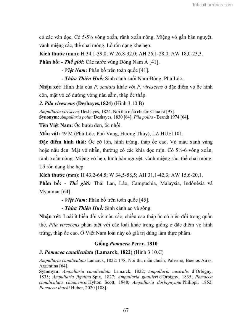 Luận án tiến sĩ sinh học Khu hệ Thân mềm Chân bụng Mollusca: Gastropoda ở nước ngọt và trên cạn Thừa Thiên Huế - 7 Trang 80