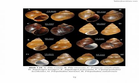 Luận án tiến sĩ sinh học Khu hệ Thân mềm Chân bụng Mollusca: Gastropoda ở nước ngọt và trên cạn Thừa Thiên Huế - 8
