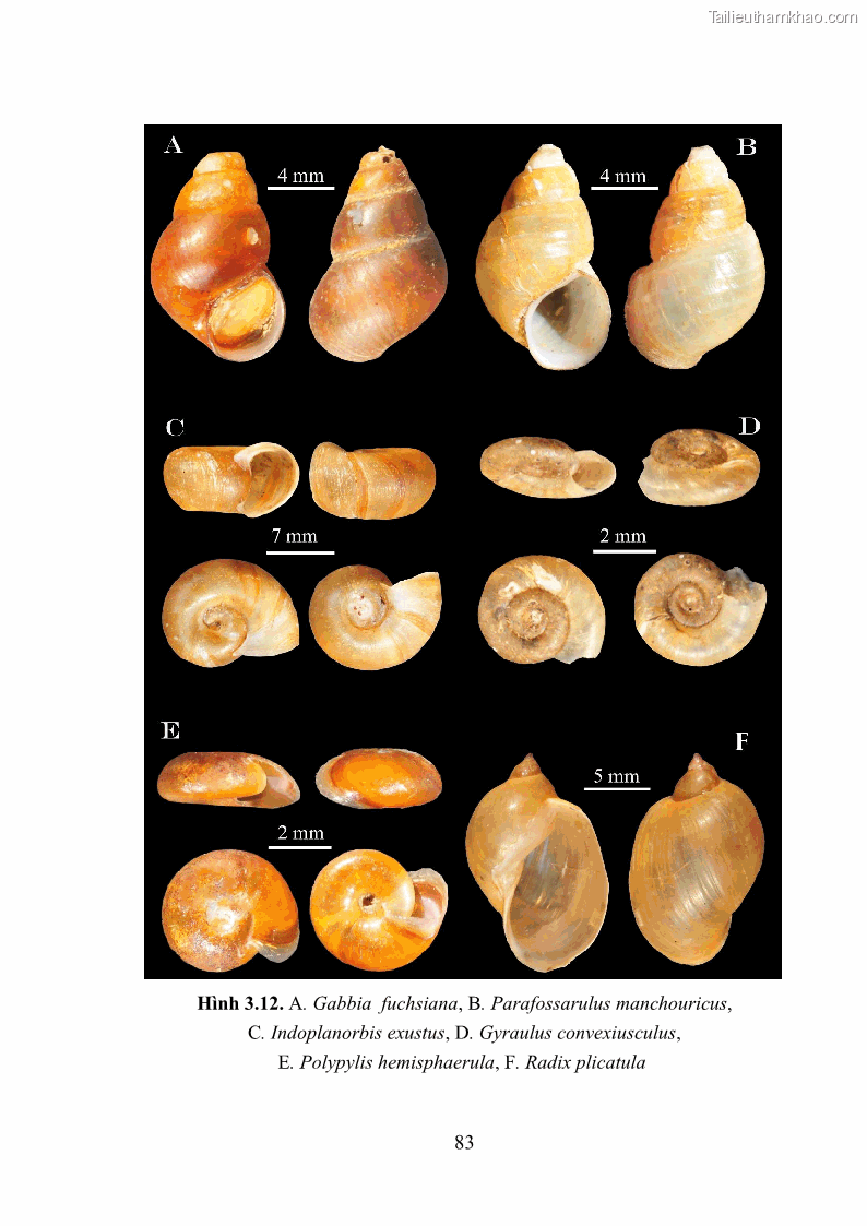 Luận án tiến sĩ sinh học Khu hệ Thân mềm Chân bụng Mollusca: Gastropoda ở nước ngọt và trên cạn Thừa Thiên Huế - 8 Trang 96
