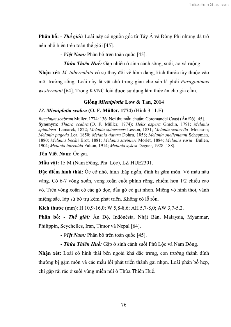 Luận án tiến sĩ sinh học Khu hệ Thân mềm Chân bụng Mollusca: Gastropoda ở nước ngọt và trên cạn Thừa Thiên Huế - 8 Trang 89