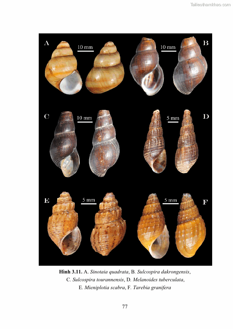 Luận án tiến sĩ sinh học Khu hệ Thân mềm Chân bụng Mollusca: Gastropoda ở nước ngọt và trên cạn Thừa Thiên Huế - 8 Trang 90