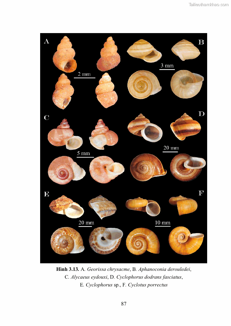 Luận án tiến sĩ sinh học Khu hệ Thân mềm Chân bụng Mollusca: Gastropoda ở nước ngọt và trên cạn Thừa Thiên Huế - 9 Trang 100