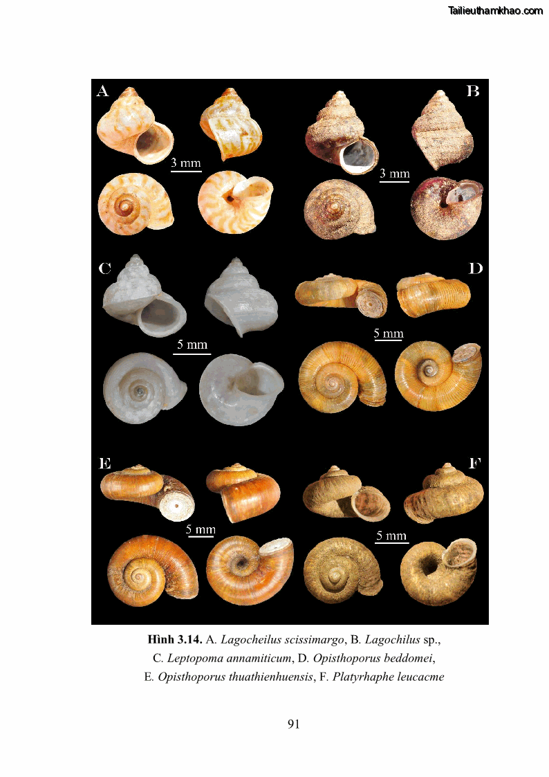 Luận án tiến sĩ sinh học Khu hệ Thân mềm Chân bụng Mollusca: Gastropoda ở nước ngọt và trên cạn Thừa Thiên Huế - 9 Trang 104