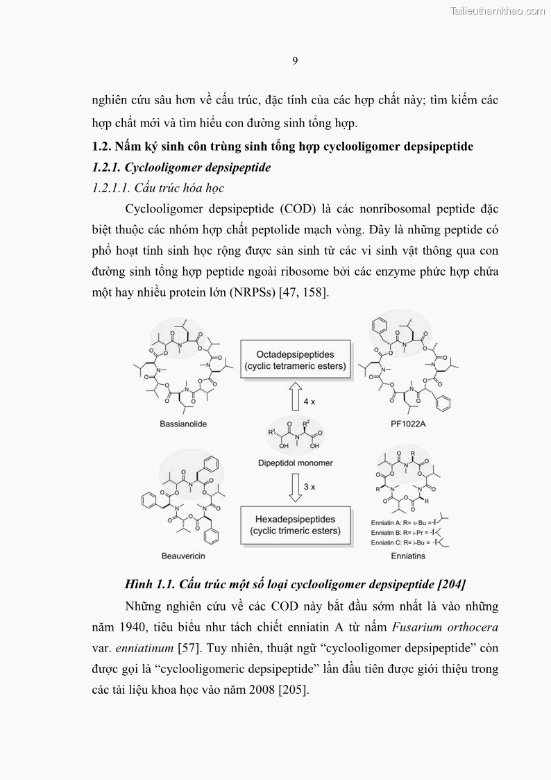 Luận án tiến sĩ sinh học Nghiên cứu đa dạng và sinh tổng hợp Cyclooligomer depsipeptide của nấm ký sinh côn trùng tại Khu Bảo tồn thiên nhiên Copia và Vườn quốc gia Xuân Sơn - 2 Trang 20