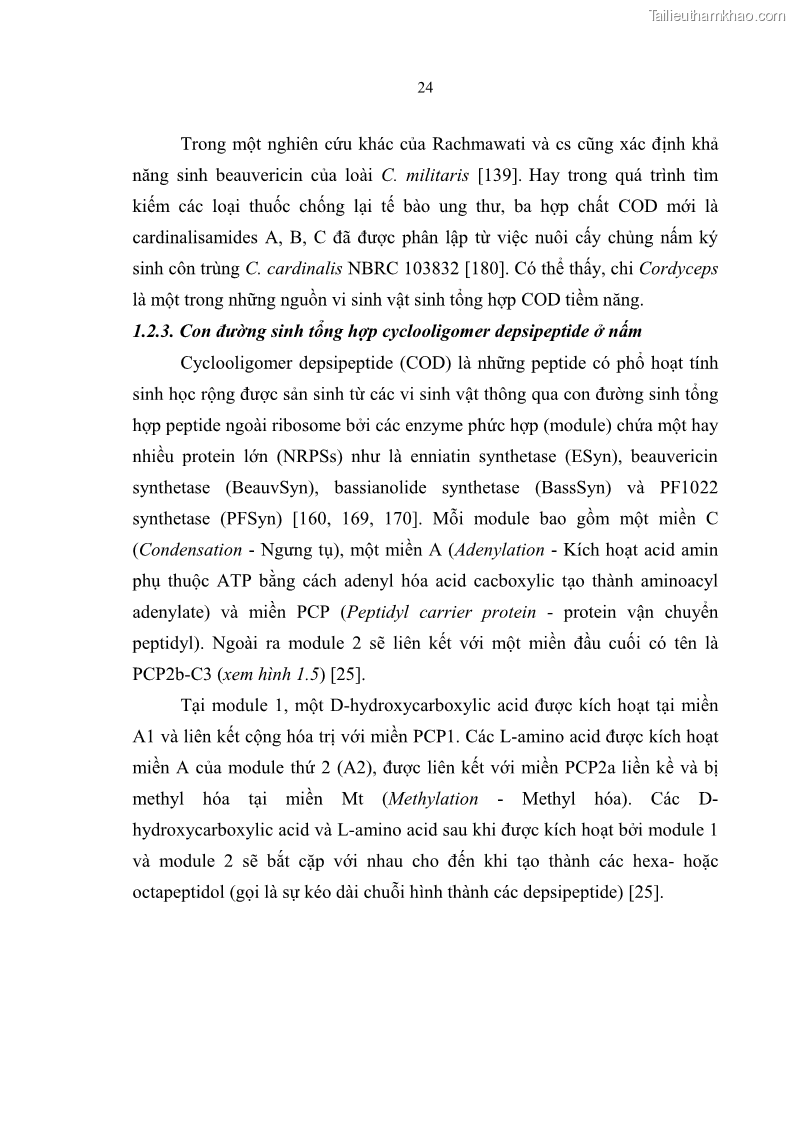 Luận án tiến sĩ sinh học Nghiên cứu đa dạng và sinh tổng hợp Cyclooligomer depsipeptide của nấm ký sinh côn trùng tại Khu Bảo tồn thiên nhiên Copia và Vườn quốc gia Xuân Sơn - 3 Trang 35