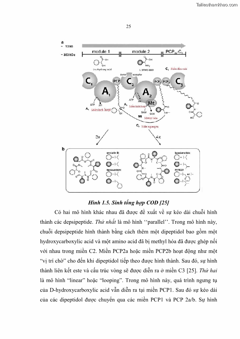 Luận án tiến sĩ sinh học Nghiên cứu đa dạng và sinh tổng hợp Cyclooligomer depsipeptide của nấm ký sinh côn trùng tại Khu Bảo tồn thiên nhiên Copia và Vườn quốc gia Xuân Sơn - 3 Trang 36