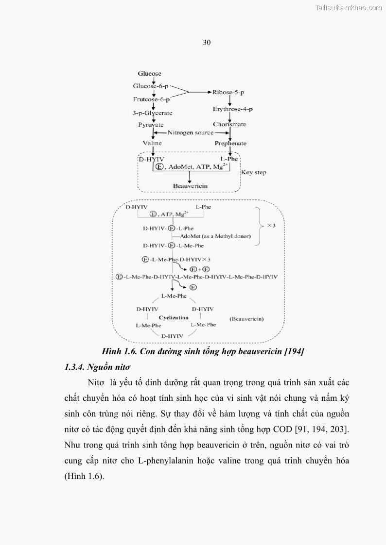 Luận án tiến sĩ sinh học Nghiên cứu đa dạng và sinh tổng hợp Cyclooligomer depsipeptide của nấm ký sinh côn trùng tại Khu Bảo tồn thiên nhiên Copia và Vườn quốc gia Xuân Sơn - 4 Trang 41