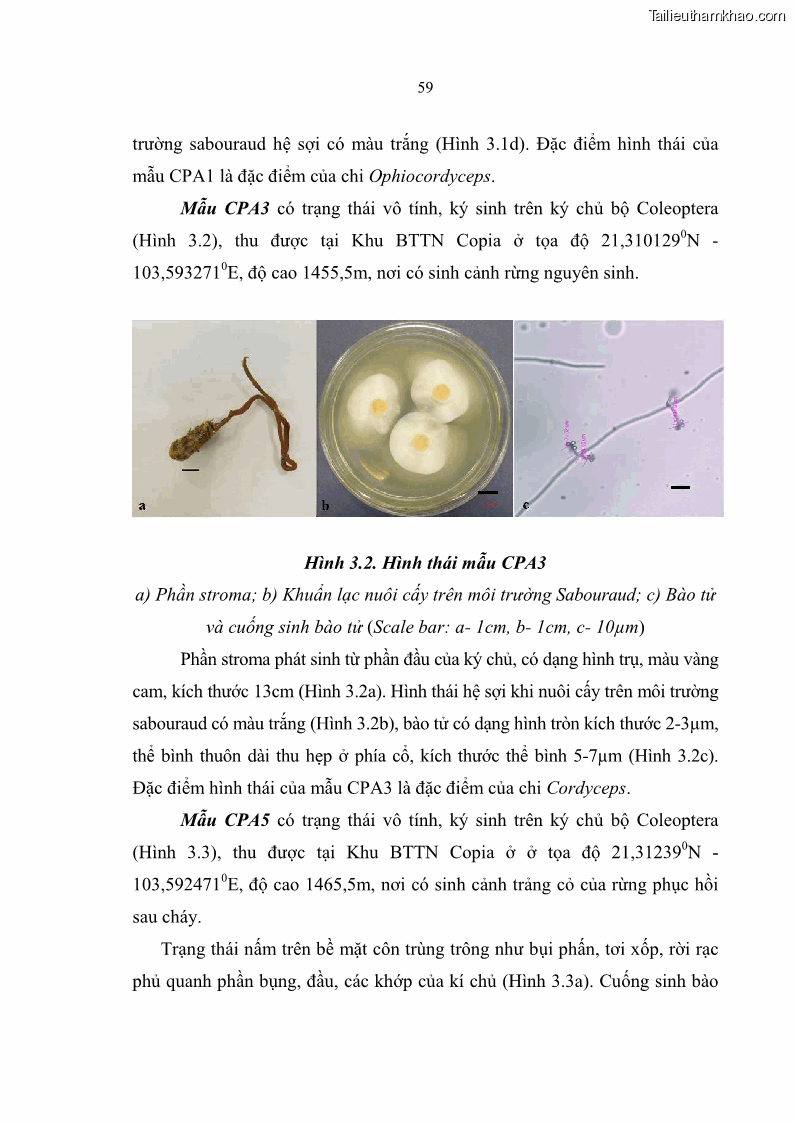 Luận án tiến sĩ sinh học Nghiên cứu đa dạng và sinh tổng hợp Cyclooligomer depsipeptide của nấm ký sinh côn trùng tại Khu Bảo tồn thiên nhiên Copia và Vườn quốc gia Xuân Sơn - 6 Trang 70