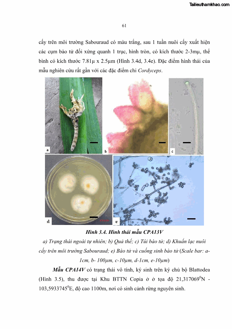 Luận án tiến sĩ sinh học Nghiên cứu đa dạng và sinh tổng hợp Cyclooligomer depsipeptide của nấm ký sinh côn trùng tại Khu Bảo tồn thiên nhiên Copia và Vườn quốc gia Xuân Sơn - 6 Trang 72