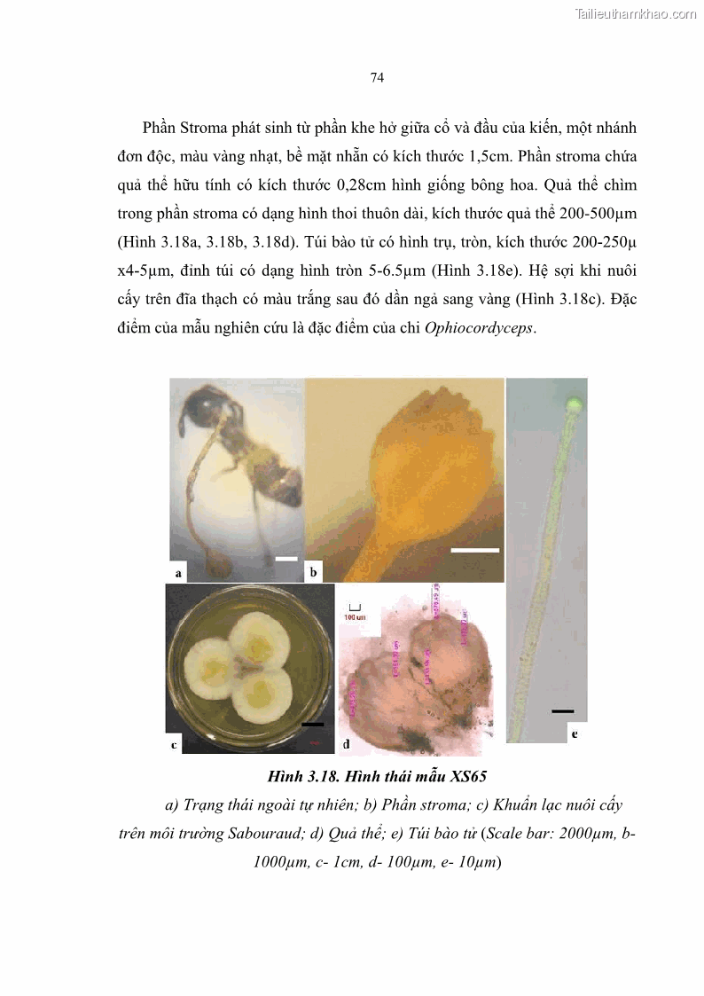 Luận án tiến sĩ sinh học Nghiên cứu đa dạng và sinh tổng hợp Cyclooligomer depsipeptide của nấm ký sinh côn trùng tại Khu Bảo tồn thiên nhiên Copia và Vườn quốc gia Xuân Sơn - 8 Trang 85