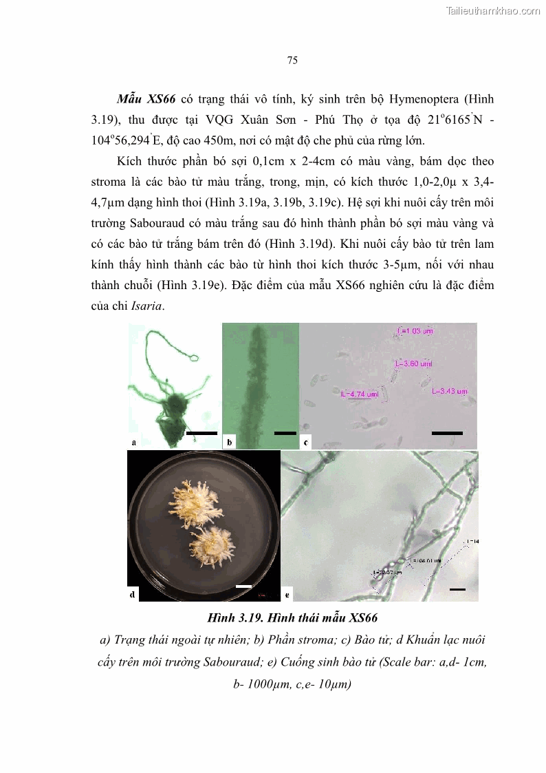 Luận án tiến sĩ sinh học Nghiên cứu đa dạng và sinh tổng hợp Cyclooligomer depsipeptide của nấm ký sinh côn trùng tại Khu Bảo tồn thiên nhiên Copia và Vườn quốc gia Xuân Sơn - 8 Trang 86