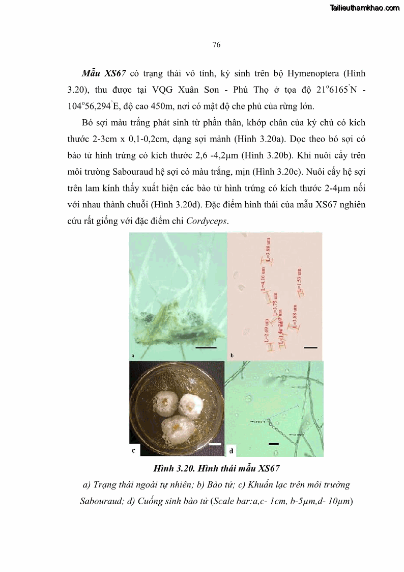 Luận án tiến sĩ sinh học Nghiên cứu đa dạng và sinh tổng hợp Cyclooligomer depsipeptide của nấm ký sinh côn trùng tại Khu Bảo tồn thiên nhiên Copia và Vườn quốc gia Xuân Sơn - 8 Trang 87