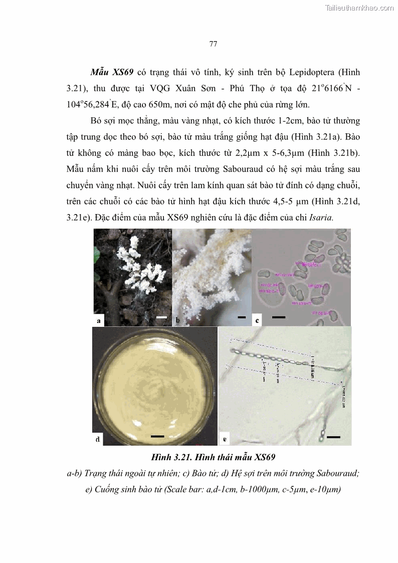 Luận án tiến sĩ sinh học Nghiên cứu đa dạng và sinh tổng hợp Cyclooligomer depsipeptide của nấm ký sinh côn trùng tại Khu Bảo tồn thiên nhiên Copia và Vườn quốc gia Xuân Sơn - 8 Trang 88