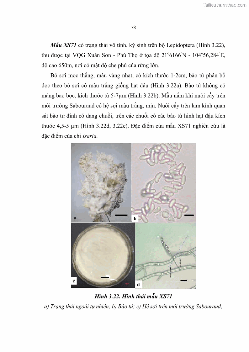 Luận án tiến sĩ sinh học Nghiên cứu đa dạng và sinh tổng hợp Cyclooligomer depsipeptide của nấm ký sinh côn trùng tại Khu Bảo tồn thiên nhiên Copia và Vườn quốc gia Xuân Sơn - 8 Trang 89