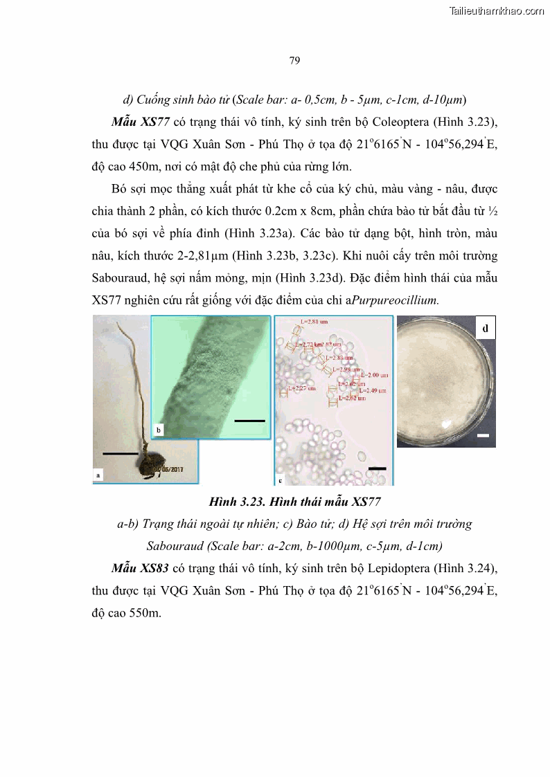 Luận án tiến sĩ sinh học Nghiên cứu đa dạng và sinh tổng hợp Cyclooligomer depsipeptide của nấm ký sinh côn trùng tại Khu Bảo tồn thiên nhiên Copia và Vườn quốc gia Xuân Sơn - 8 Trang 90