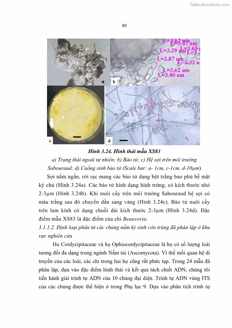 Luận án tiến sĩ sinh học Nghiên cứu đa dạng và sinh tổng hợp Cyclooligomer depsipeptide của nấm ký sinh côn trùng tại Khu Bảo tồn thiên nhiên Copia và Vườn quốc gia Xuân Sơn - 8 Trang 91