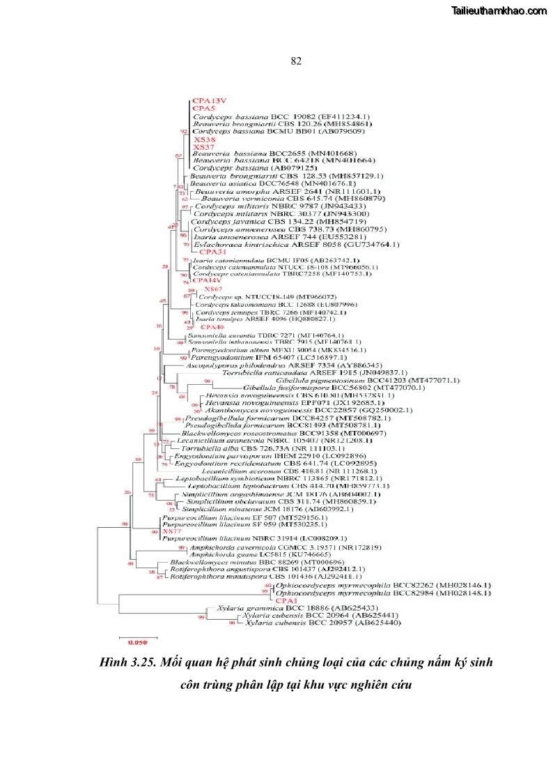 Luận án tiến sĩ sinh học Nghiên cứu đa dạng và sinh tổng hợp Cyclooligomer depsipeptide của nấm ký sinh côn trùng tại Khu Bảo tồn thiên nhiên Copia và Vườn quốc gia Xuân Sơn - 8 Trang 93