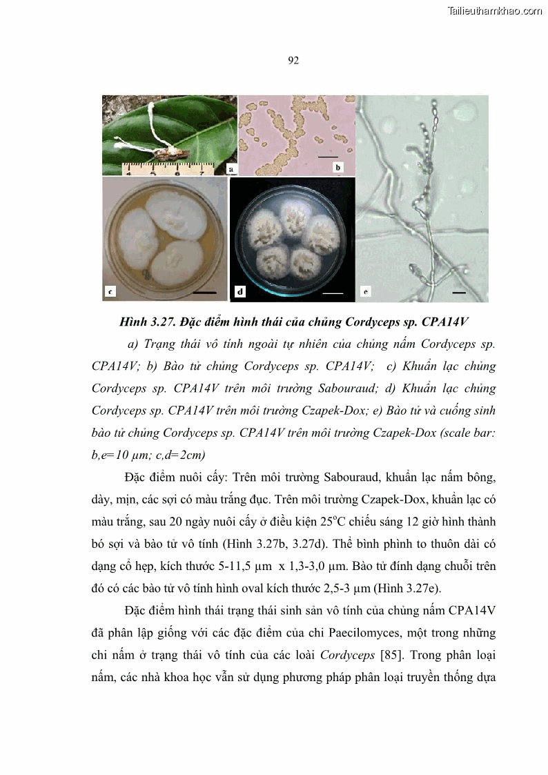 Luận án tiến sĩ sinh học Nghiên cứu đa dạng và sinh tổng hợp Cyclooligomer depsipeptide của nấm ký sinh côn trùng tại Khu Bảo tồn thiên nhiên Copia và Vườn quốc gia Xuân Sơn - 9 Trang 103