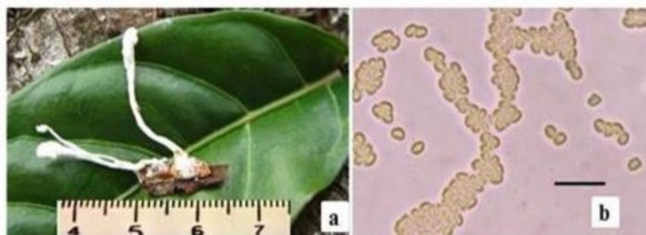 Hình 3 5 Hình thái mẫu CPA14V a Trạng thái ngoài tự nhiên b Bào tử Scale bar 1