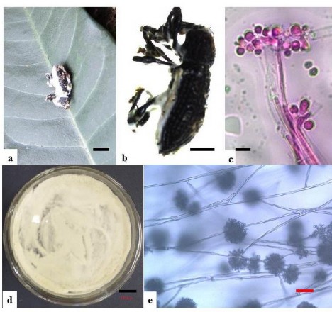 Hình 3 6 Hình thái mẫu CPA15 a b Trạng thái ngoài tự nhiên c e Bào tử d Hệ 2